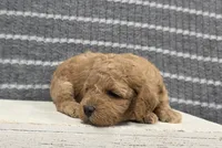 Buttercup, a female Poodle - Miniature  for sale in Chillicothe, MO – 2 of 6