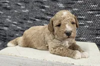 Teddy, a male Poodle - Miniature  for sale in Chillicothe, MO – 7 of 7