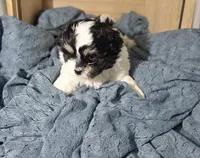 Chloe, a female Lhasa Apso and Shih Tzu for sale in Chillicothe, MO – 2 of 6