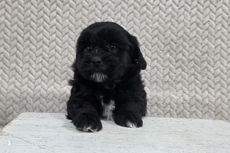 Betsy – Shihpoo puppy for sale in Chillicothe, MO