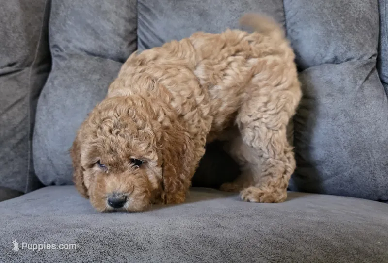 Buttercup – Poodle - Miniature  puppy for sale in Chillicothe, MO