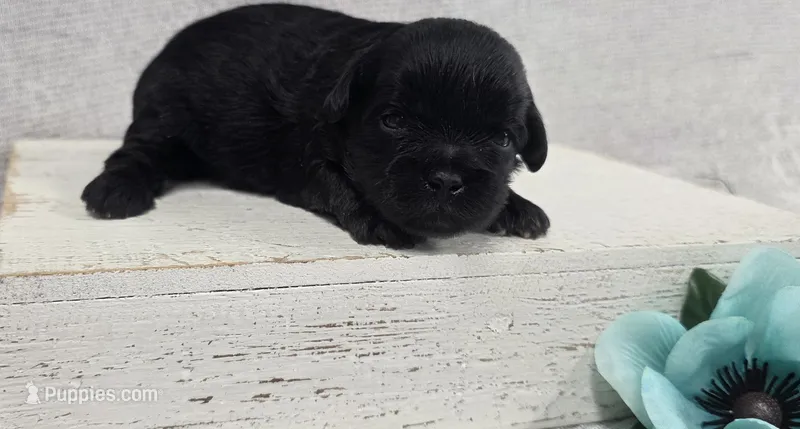 Bear – Shih Tzu, Poodle - Miniature  puppy for sale in Chillicothe, MO