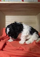 Chester, a male Lhasa Apso and Shih Tzu for sale in Chillicothe, MO – 2 of 6
