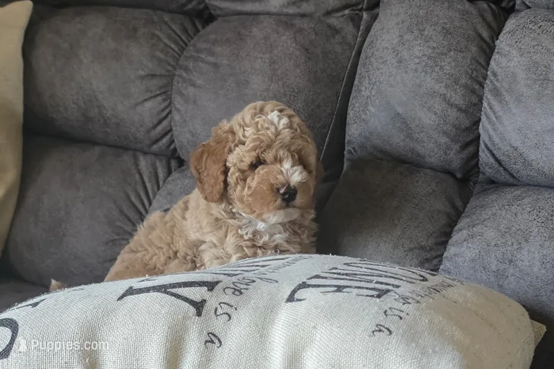 Teddy – Poodle - Miniature  puppy for sale in Chillicothe, MO