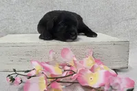 Blossom, a female Shih Tzu and Poodle - Miniature  for sale in Chillicothe, MO – 1 of 5