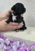 Bonnie , a female Shih Tzu and Poodle - Miniature  for sale in Chillicothe, MO – 4 of 5