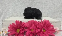 Betsy, a female Shih Tzu and Poodle - Miniature  for sale in Chillicothe, MO – 2 of 5