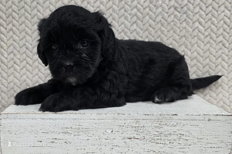 Buddy – Shihpoo puppy for sale in Chillicothe, MO