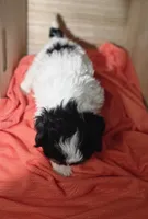 Chloe, a female Lhasa Apso and Shih Tzu for sale in Chillicothe, MO – 6 of 6