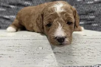 Cooper , a male Poodle - Miniature  for sale in Chillicothe, MO – 3 of 6
