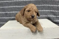 Buttercup, a female Poodle - Miniature  for sale in Chillicothe, MO – 4 of 6