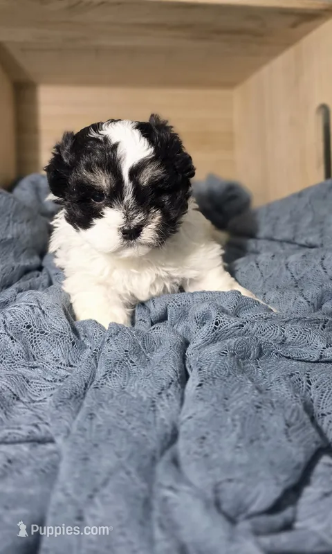 Chloe – Lhasa Apso, Shih Tzu puppy for sale in Chillicothe, MO