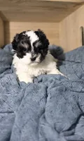 Chloe, a female Lhasa Apso and Shih Tzu for sale in Chillicothe, MO – 1 of 6