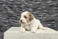 Max, a male Poodle - Miniature  for sale in Chillicothe, MO – 3 of 6