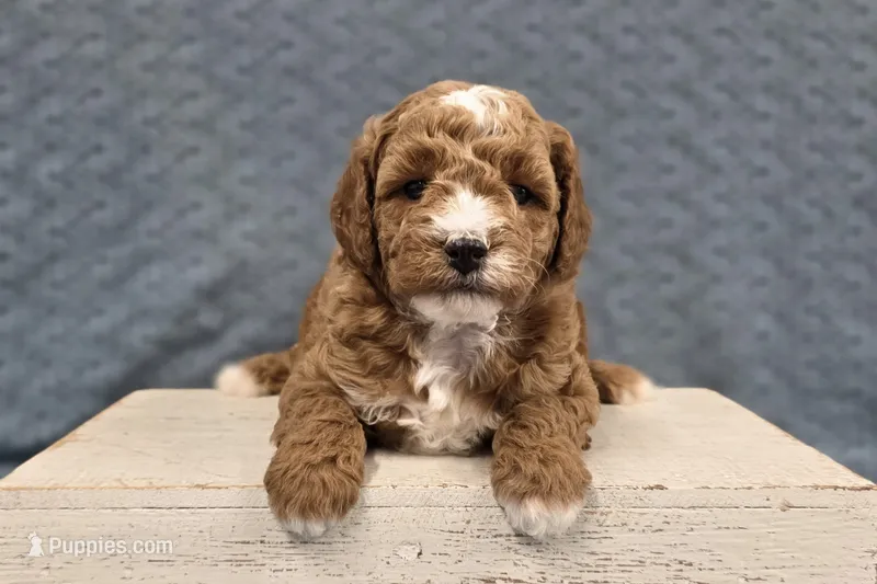 Cooper  – Poodle - Miniature  puppy for sale in Chillicothe, MO