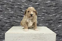 Teddy, a male Poodle - Miniature  for sale in Chillicothe, MO – 3 of 7