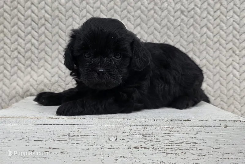 Bear – Shihpoo puppy for sale in Chillicothe, MO