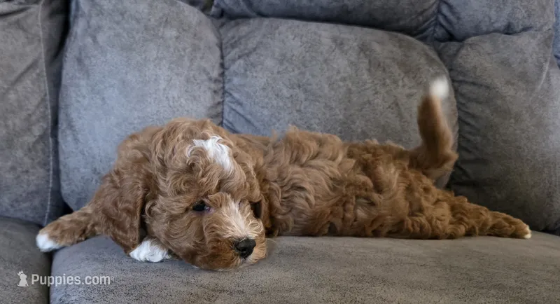 Cooper  – Poodle - Miniature  puppy for sale in Chillicothe, MO