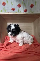 Chloe, a female Lhasa Apso and Shih Tzu for sale in Chillicothe, MO – 5 of 6