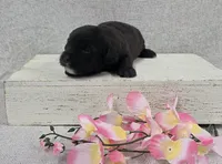 Blossom, a female Shih Tzu and Poodle - Miniature  for sale in Chillicothe, MO – 3 of 5