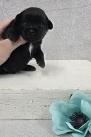 Bear, a male Shih Tzu and Poodle - Miniature  for sale in Chillicothe, MO – 5 of 5
