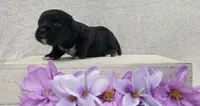 Bonnie , a female Shih Tzu and Poodle - Miniature  for sale in Chillicothe, MO – 3 of 5
