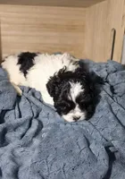 Chester, a male Lhasa Apso and Shih Tzu for sale in Chillicothe, MO – 5 of 6