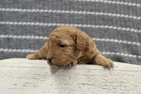 Willow, a female Poodle - Miniature  for sale in Chillicothe, MO – 5 of 6
