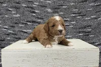 Cooper , a male Poodle - Miniature  for sale in Chillicothe, MO – 4 of 6