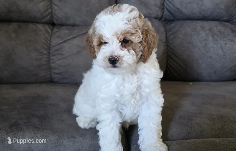 Max – Poodle - Miniature  puppy for sale in Chillicothe, MO