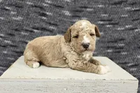 Teddy, a male Poodle - Miniature  for sale in Chillicothe, MO – 2 of 7