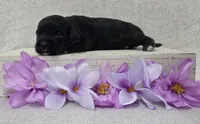 Bonnie , a female Shih Tzu and Poodle - Miniature  for sale in Chillicothe, MO – 2 of 5