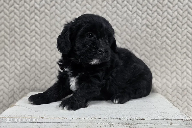 Bonnie  – Shihpoo puppy for sale in Chillicothe, MO