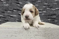Max, a male Poodle - Miniature  for sale in Chillicothe, MO – 5 of 6