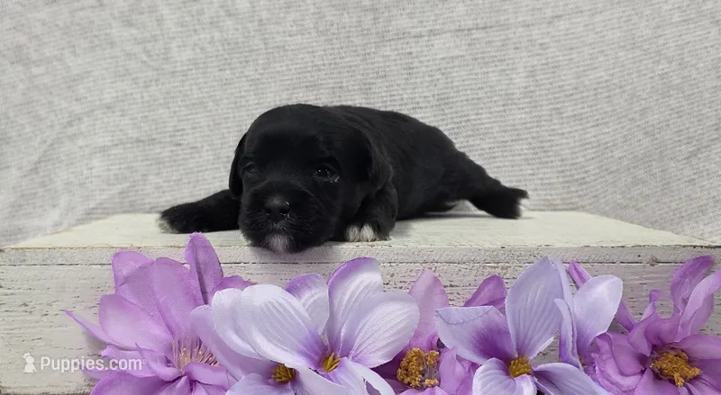 Bonnie  – Shih Tzu, Poodle - Miniature  puppy for sale in Chillicothe, MO