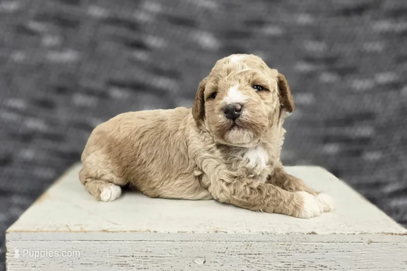 Teddy – Poodle - Miniature  puppy for sale in Chillicothe, MO