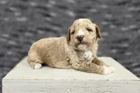 Teddy, a male Poodle - Miniature  for sale in Chillicothe, MO – 1 of 7