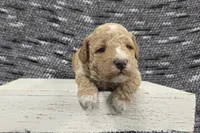 Teddy, a male Poodle - Miniature  for sale in Chillicothe, MO – 6 of 7