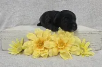 Buddy, a male Shih Tzu and Poodle - Miniature  for sale in Chillicothe, MO – 4 of 5