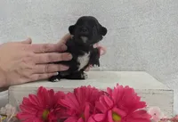 Betsy, a female Shih Tzu and Poodle - Miniature  for sale in Chillicothe, MO – 5 of 5