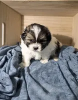 Chad, a male Lhasa Apso and Shih Tzu for sale in Chillicothe, MO – 3 of 6