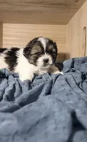 Chad, a male Lhasa Apso and Shih Tzu for sale in Chillicothe, MO – 2 of 6