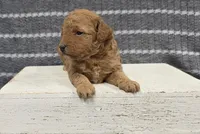 Willow, a female Poodle - Miniature  for sale in Chillicothe, MO – 4 of 6