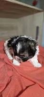 Chad, a male Lhasa Apso and Shih Tzu for sale in Chillicothe, MO – 5 of 6