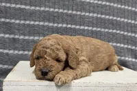Buttercup, a female Poodle - Miniature  for sale in Chillicothe, MO – 5 of 6