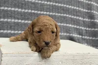 Willow, a female Poodle - Miniature  for sale in Chillicothe, MO – 3 of 6