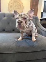 Oakley, a female French Bulldog for sale in Clovis, CA – Photo 9 of 10