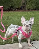 Oakley, a female French Bulldog for sale in Clovis, CA – Photo 2 of 10