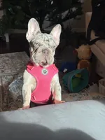 Oakley, a female French Bulldog for sale in Clovis, CA – Photo 5 of 10