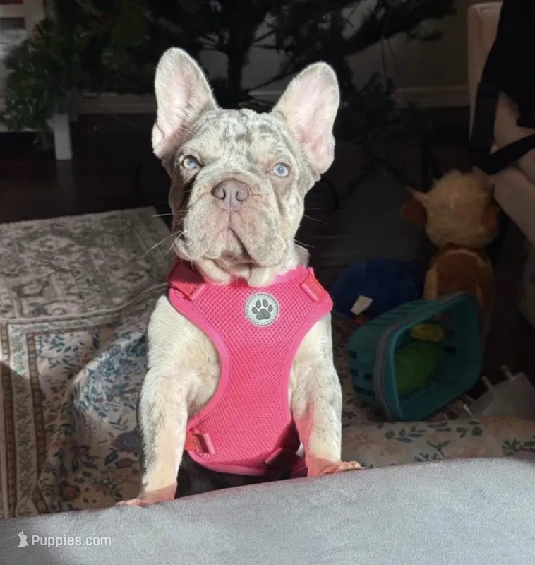 Oakley – French Bulldog puppy for sale in Clovis, CA